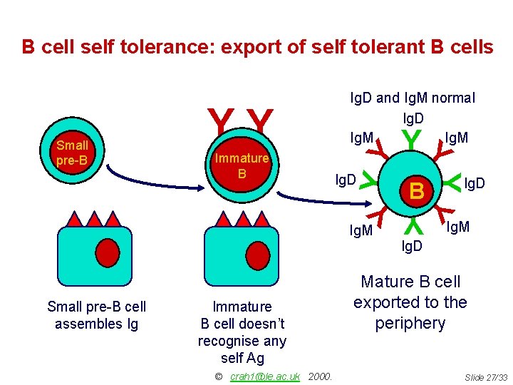 B cell self tolerance: export of self tolerant B cells B YY Immature B