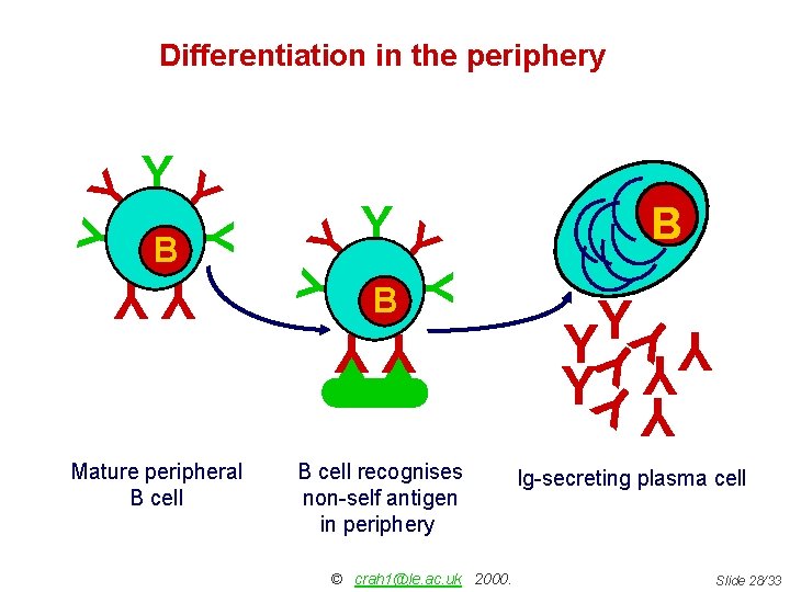 YY Y YY Mature peripheral B cell B YY B cell recognises non-self antigen