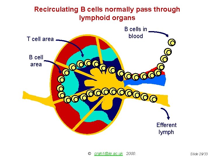 Recirculating B cells normally pass through lymphoid organs T cell area B cells in