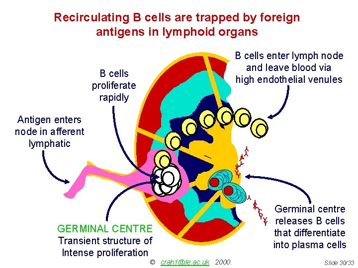 Recirculating B cells are trapped by foreign antigens in lymphoid organs B cells enter