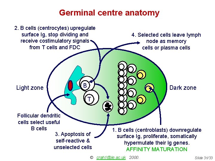 Germinal centre anatomy 2. B cells (centrocytes) upregulate surface Ig, stop dividing and receive