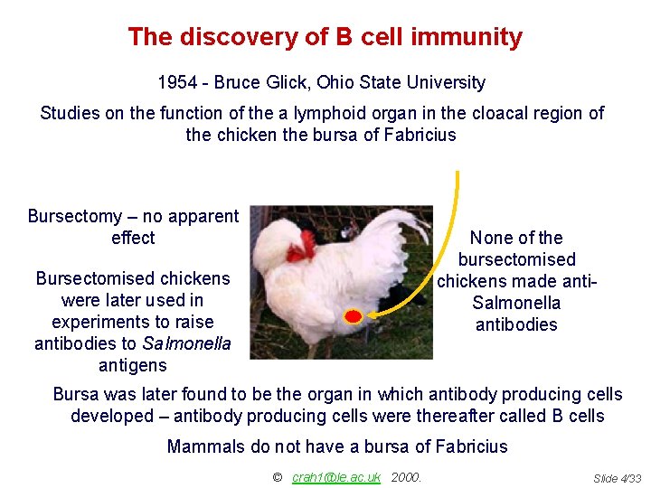 The discovery of B cell immunity 1954 - Bruce Glick, Ohio State University Studies