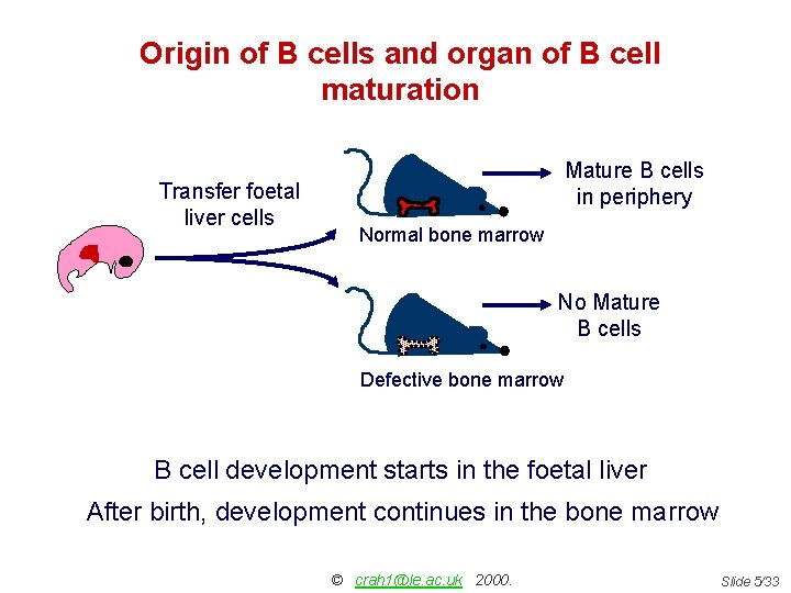Origin of B cells and organ of B cell maturation Transfer foetal liver cells