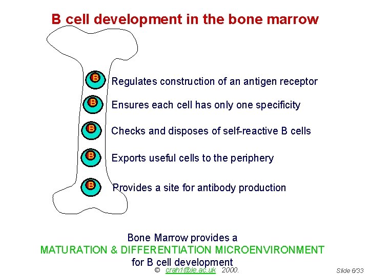 B cell development in the bone marrow B Regulates construction of an antigen receptor