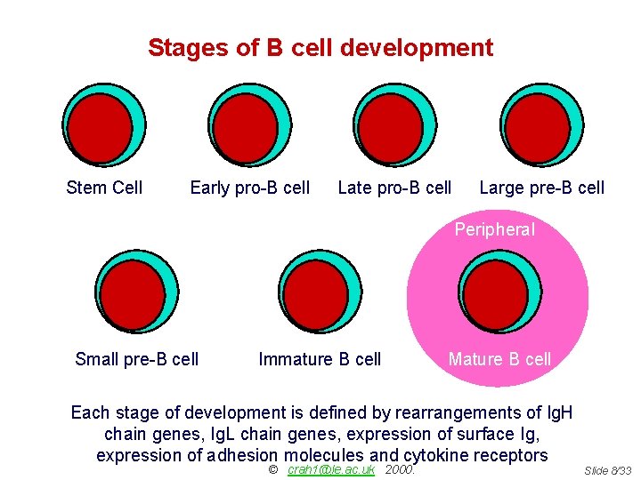 Stages of B cell development Stem Cell Early pro-B cell Late pro-B cell Large