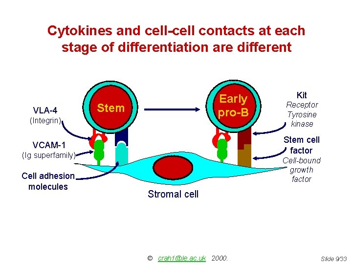 Cytokines and cell-cell contacts at each stage of differentiation are different VLA-4 Early pro-B