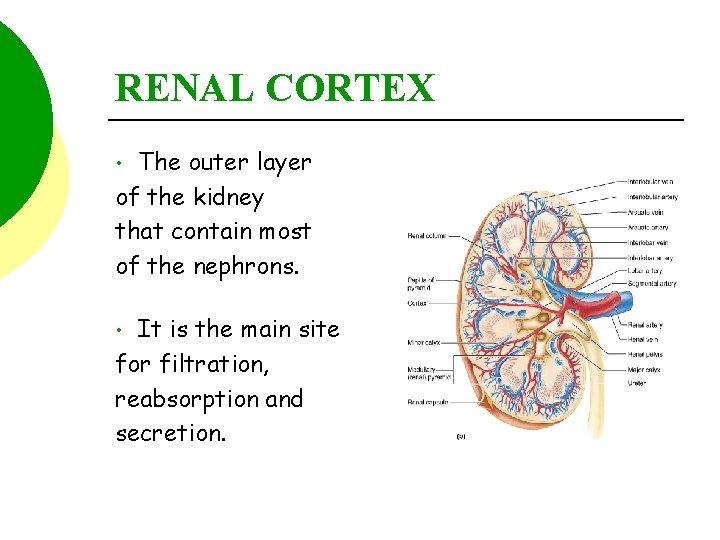 RENAL CORTEX The outer layer of the kidney that contain most of the nephrons.