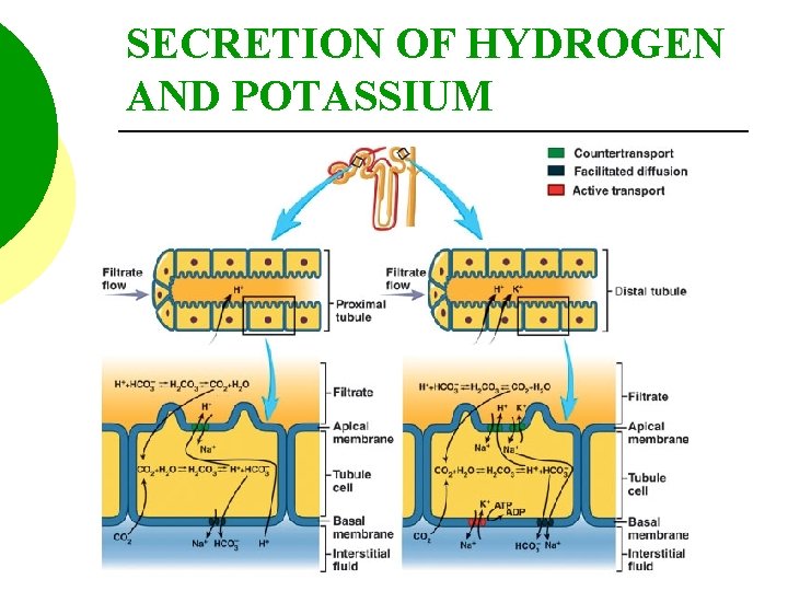 SECRETION OF HYDROGEN AND POTASSIUM 