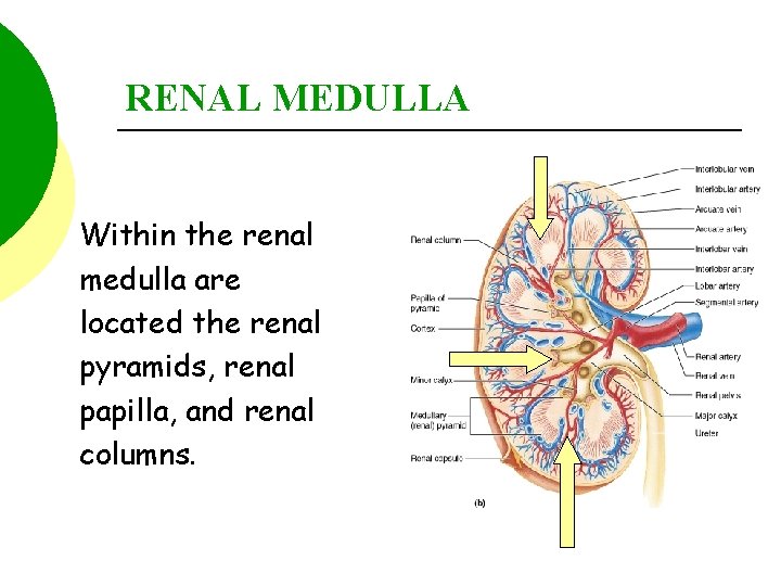 RENAL MEDULLA Within the renal medulla are located the renal pyramids, renal papilla, and