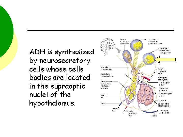 ADH is synthesized by neurosecretory cells whose cells bodies are located in the supraoptic