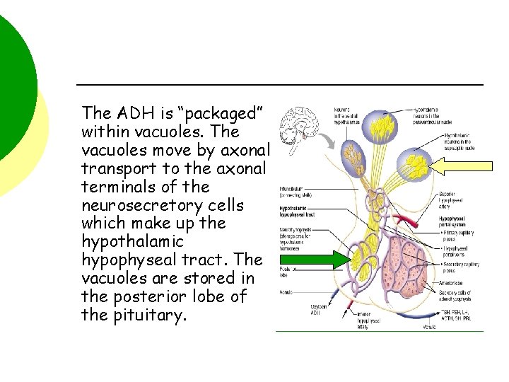 The ADH is “packaged” within vacuoles. The vacuoles move by axonal transport to the