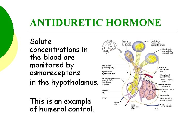 ANTIDURETIC HORMONE Solute concentrations in the blood are monitored by osmoreceptors in the hypothalamus.