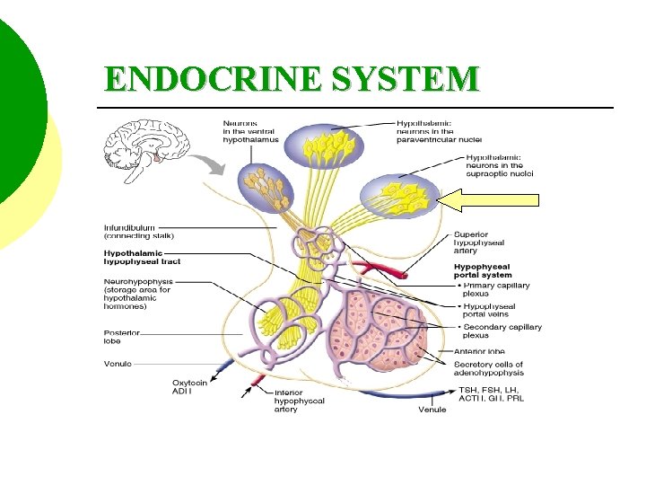 ENDOCRINE SYSTEM 