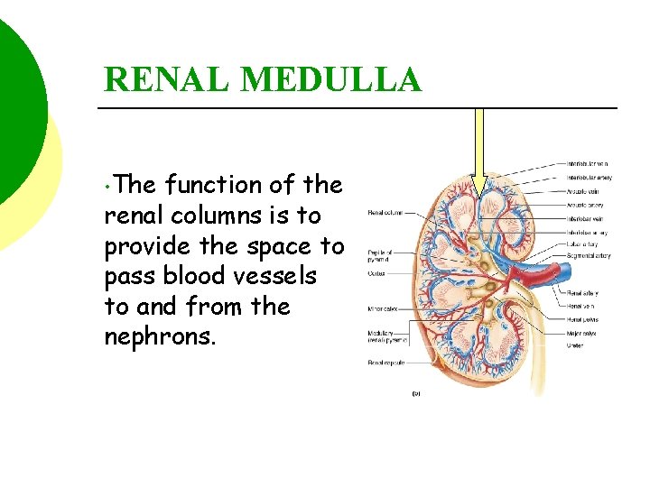 RENAL MEDULLA • The function of the renal columns is to provide the space