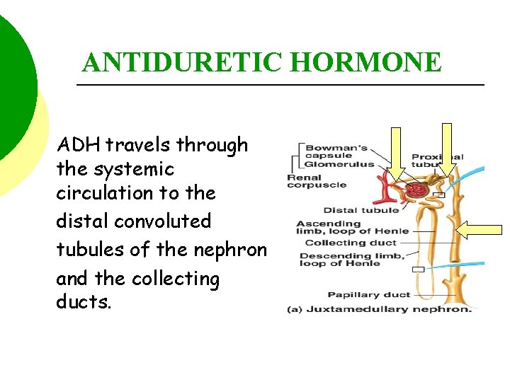 ANTIDURETIC HORMONE ADH travels through the systemic circulation to the distal convoluted tubules of