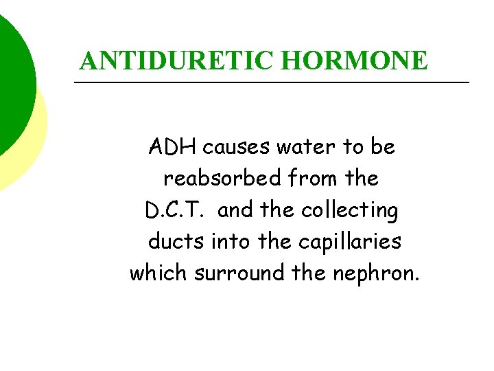 ANTIDURETIC HORMONE ADH causes water to be reabsorbed from the D. C. T. and