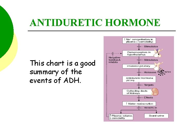 ANTIDURETIC HORMONE This chart is a good summary of the events of ADH. 