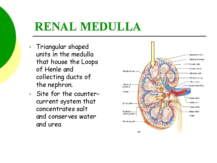 RENAL MEDULLA • • Triangular shaped units in the medulla that house the Loops