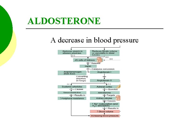 ALDOSTERONE A decrease in blood pressure 