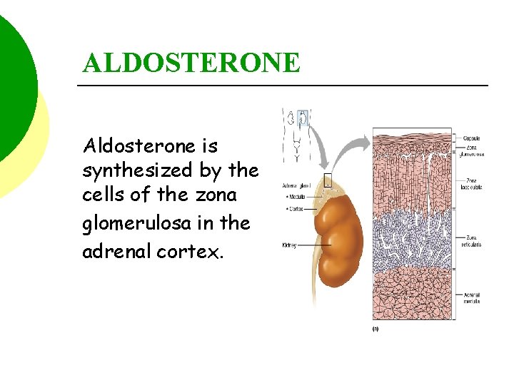 ALDOSTERONE Aldosterone is synthesized by the cells of the zona glomerulosa in the adrenal