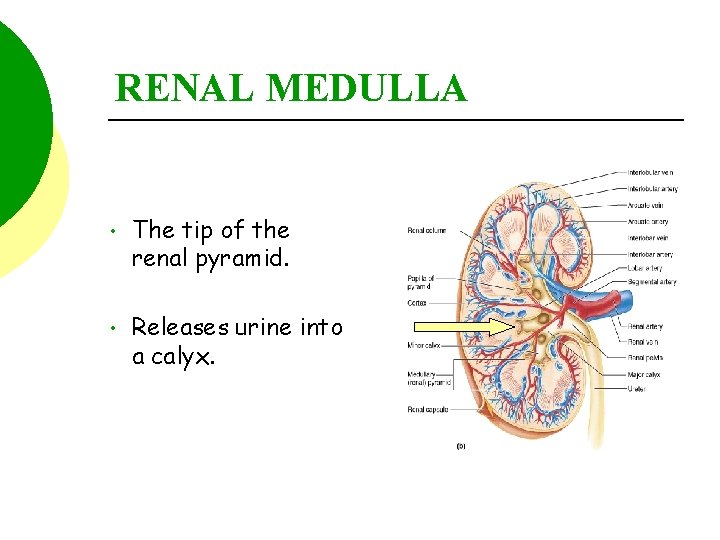 RENAL MEDULLA • The tip of the renal pyramid. • Releases urine into a