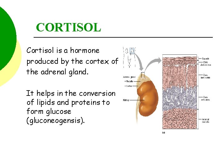 CORTISOL Cortisol is a hormone produced by the cortex of the adrenal gland. It
