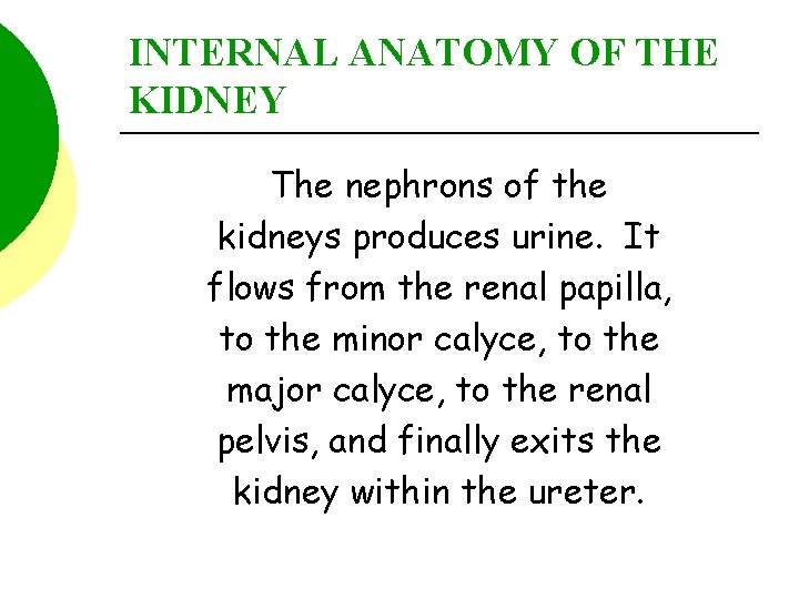 INTERNAL ANATOMY OF THE KIDNEY The nephrons of the kidneys produces urine. It flows