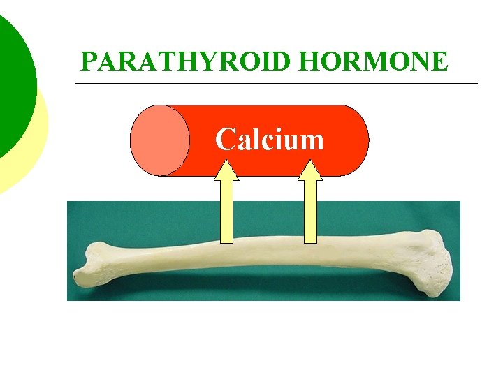 PARATHYROID HORMONE Calcium 