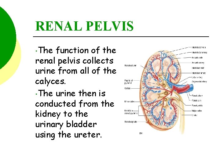 RENAL PELVIS • The function of the renal pelvis collects urine from all of