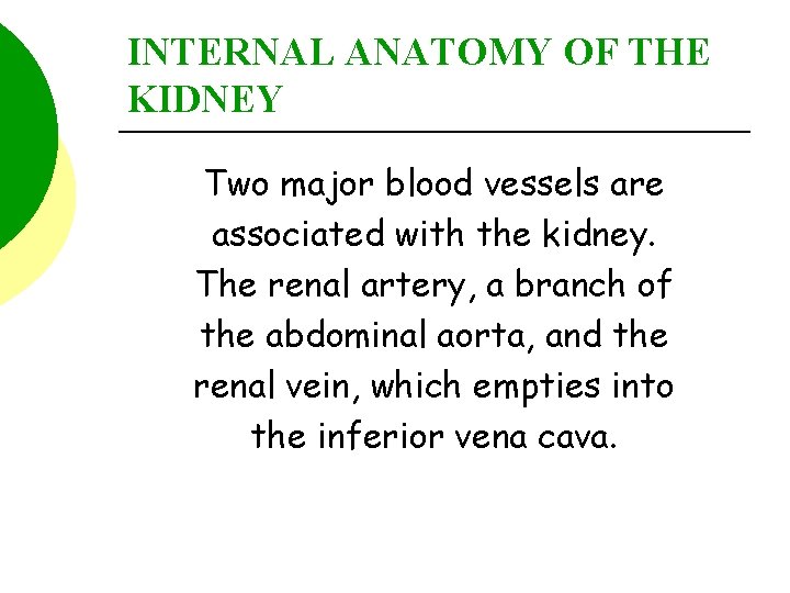 INTERNAL ANATOMY OF THE KIDNEY Two major blood vessels are associated with the kidney.