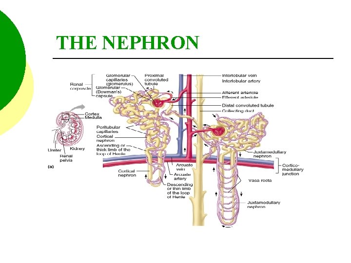 THE NEPHRON 