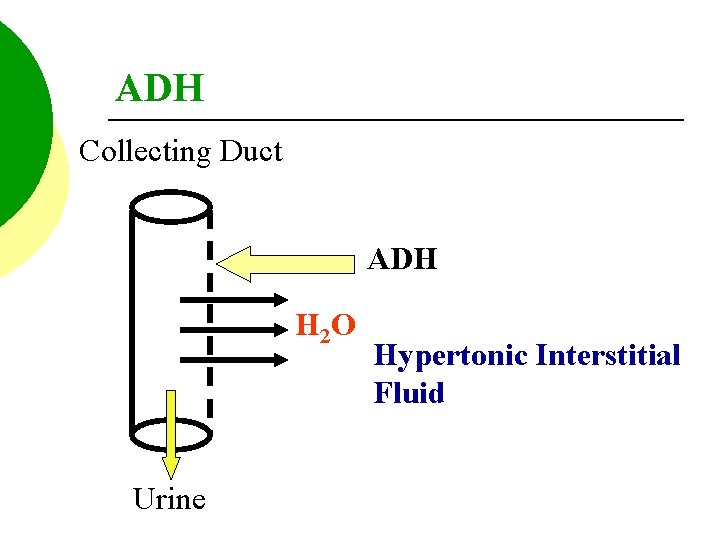 ADH Collecting Duct ADH H 2 O Urine Hypertonic Interstitial Fluid 