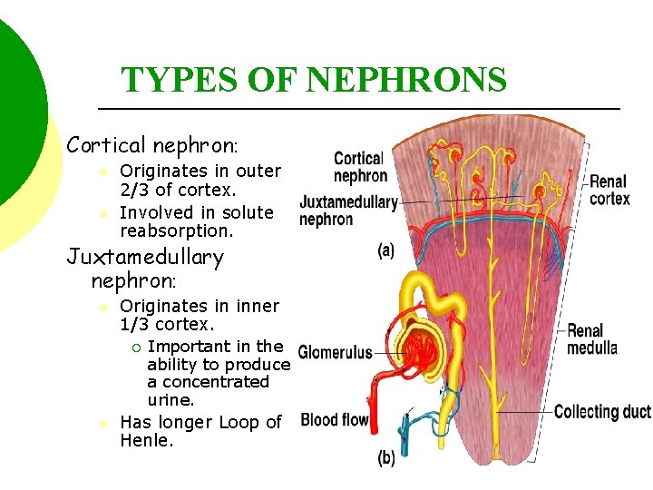 TYPES OF NEPHRONS Cortical nephron: l l Originates in outer 2/3 of cortex. Involved