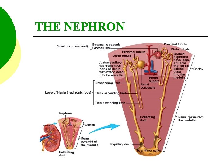 THE NEPHRON 