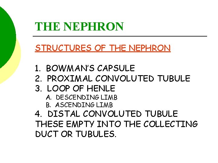 THE NEPHRON STRUCTURES OF THE NEPHRON 1. BOWMAN’S CAPSULE 2. PROXIMAL CONVOLUTED TUBULE 3.