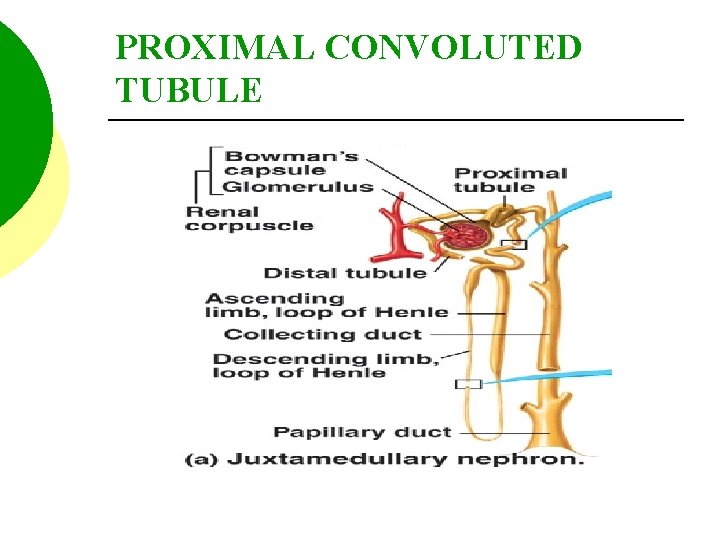 PROXIMAL CONVOLUTED TUBULE 