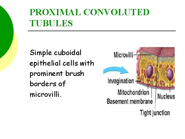 PROXIMAL CONVOLUTED TUBULES Simple cuboidal epithelial cells with prominent brush borders of microvilli. 