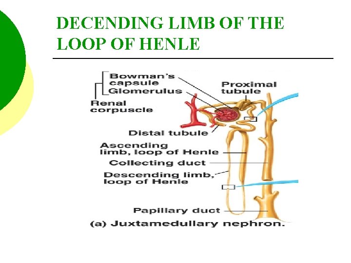 DECENDING LIMB OF THE LOOP OF HENLE 