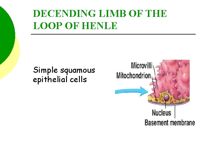 DECENDING LIMB OF THE LOOP OF HENLE Simple squamous epithelial cells 