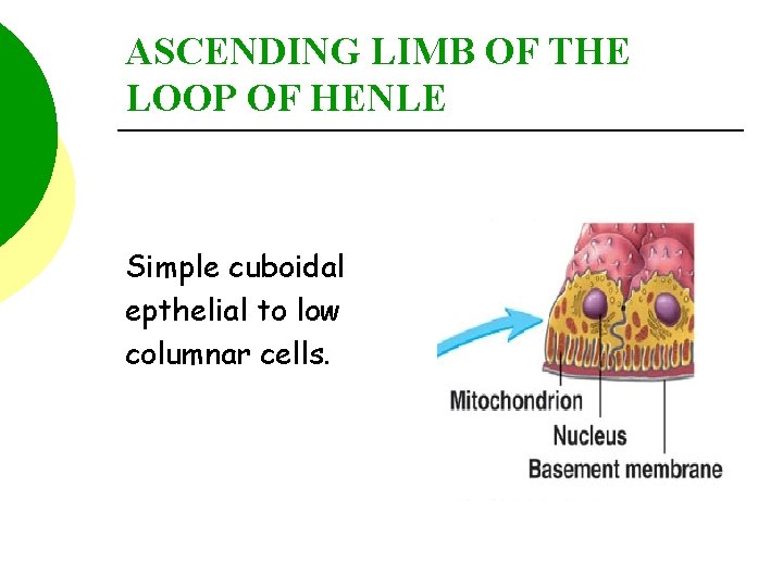 ASCENDING LIMB OF THE LOOP OF HENLE Simple cuboidal epthelial to low columnar cells.