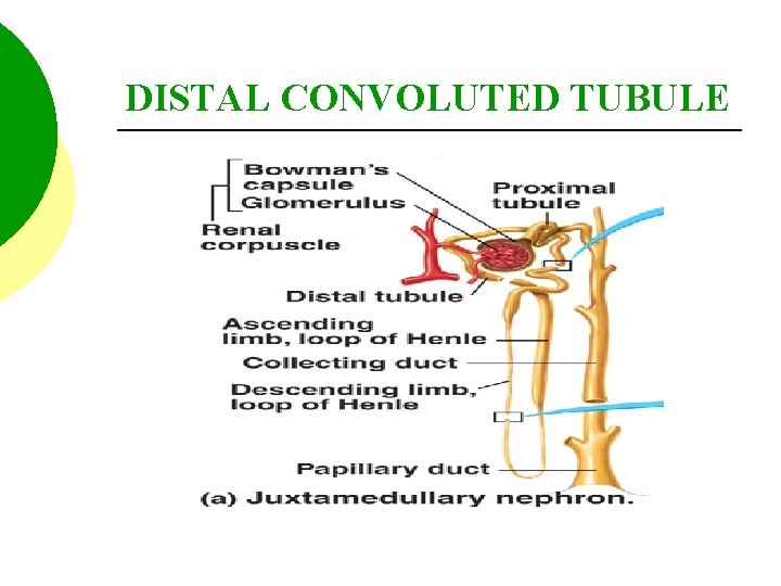 DISTAL CONVOLUTED TUBULE 