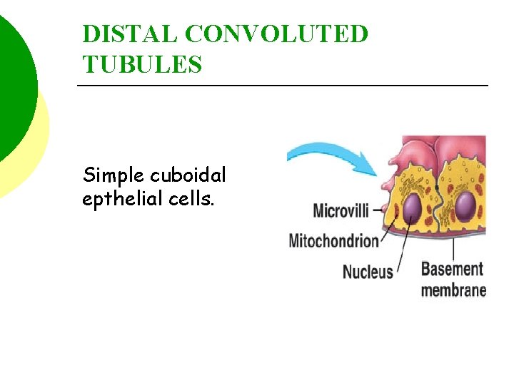 DISTAL CONVOLUTED TUBULES Simple cuboidal epthelial cells. 