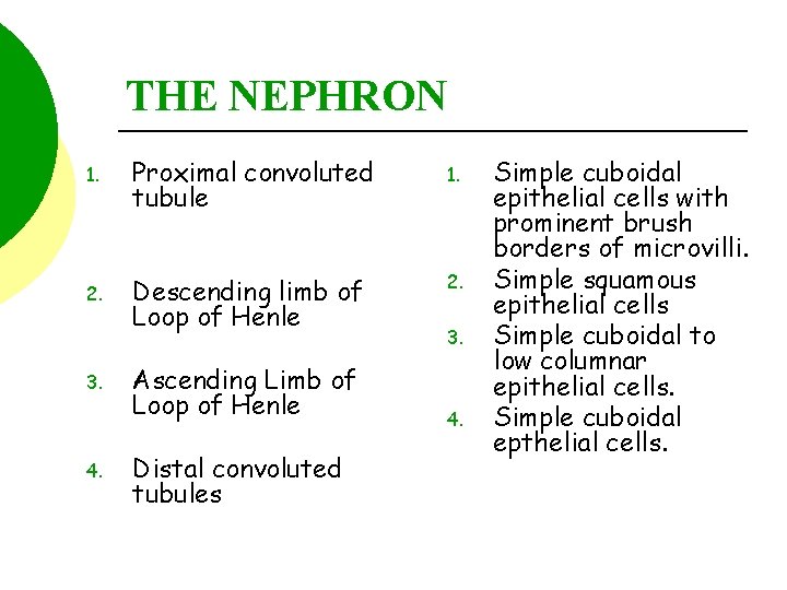 THE NEPHRON 1. Proximal convoluted tubule 1. 2. Descending limb of Loop of Henle