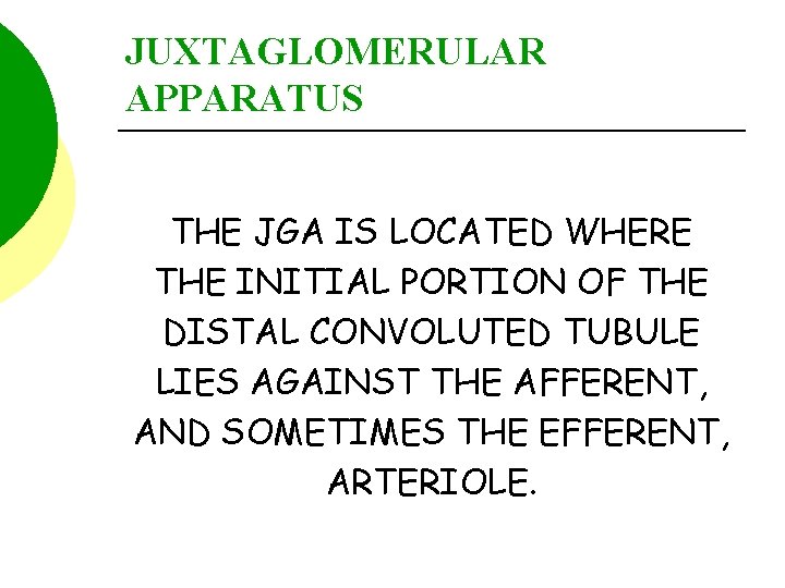 JUXTAGLOMERULAR APPARATUS THE JGA IS LOCATED WHERE THE INITIAL PORTION OF THE DISTAL CONVOLUTED