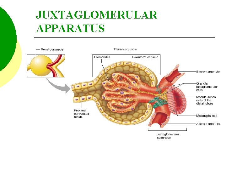 JUXTAGLOMERULAR APPARATUS 