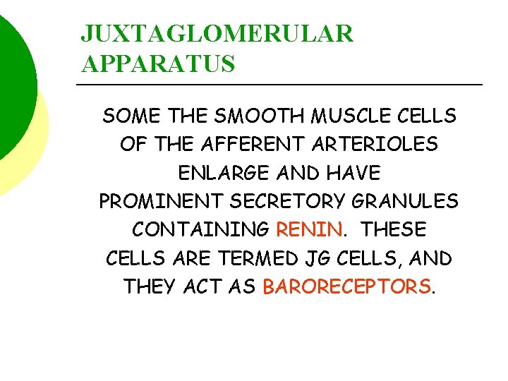 JUXTAGLOMERULAR APPARATUS SOME THE SMOOTH MUSCLE CELLS OF THE AFFERENT ARTERIOLES ENLARGE AND HAVE