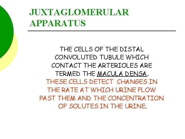 JUXTAGLOMERULAR APPARATUS THE CELLS OF THE DISTAL CONVOLUTED TUBULE WHICH CONTACT THE ARTERIOLES ARE