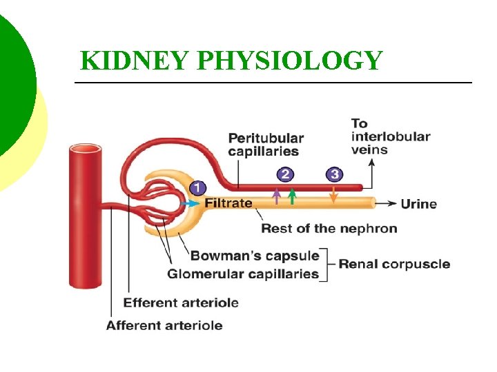 KIDNEY PHYSIOLOGY 