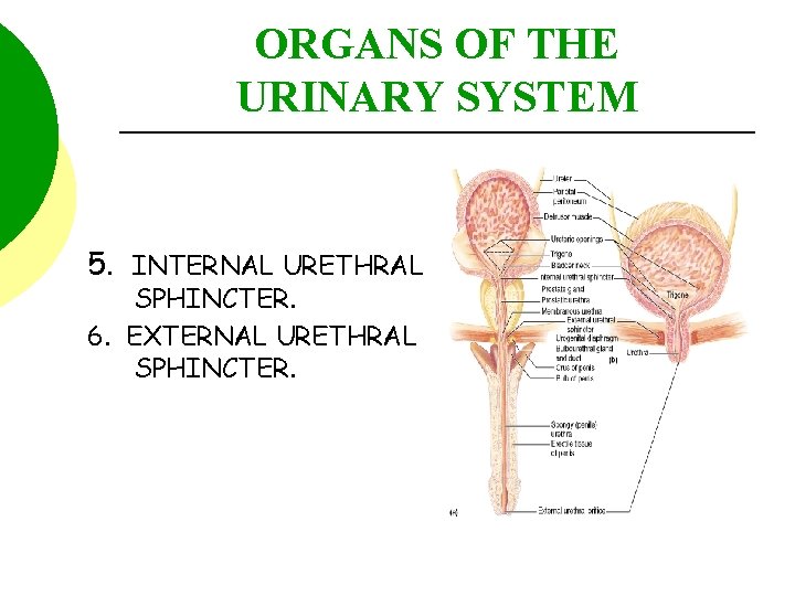 ORGANS OF THE URINARY SYSTEM 5. INTERNAL URETHRAL SPHINCTER. 6. EXTERNAL URETHRAL SPHINCTER. 