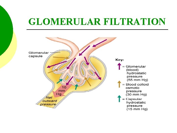 GLOMERULAR FILTRATION 